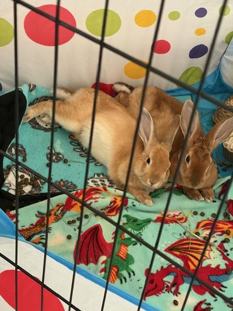 Enlarge Celadon, a Adoptable Bunny Rabbit in Saint Paul, MN image 1/5