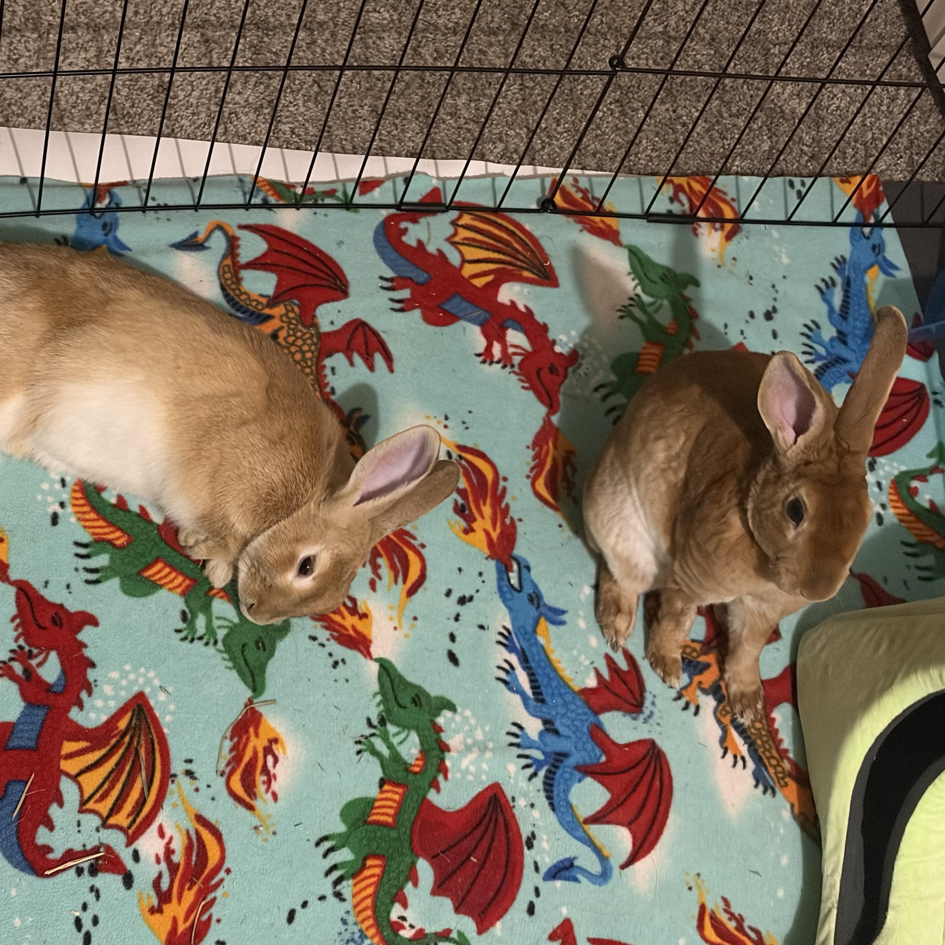 Enlarge Celadon, a Adoptable Bunny Rabbit in Saint Paul, MN image 3/5