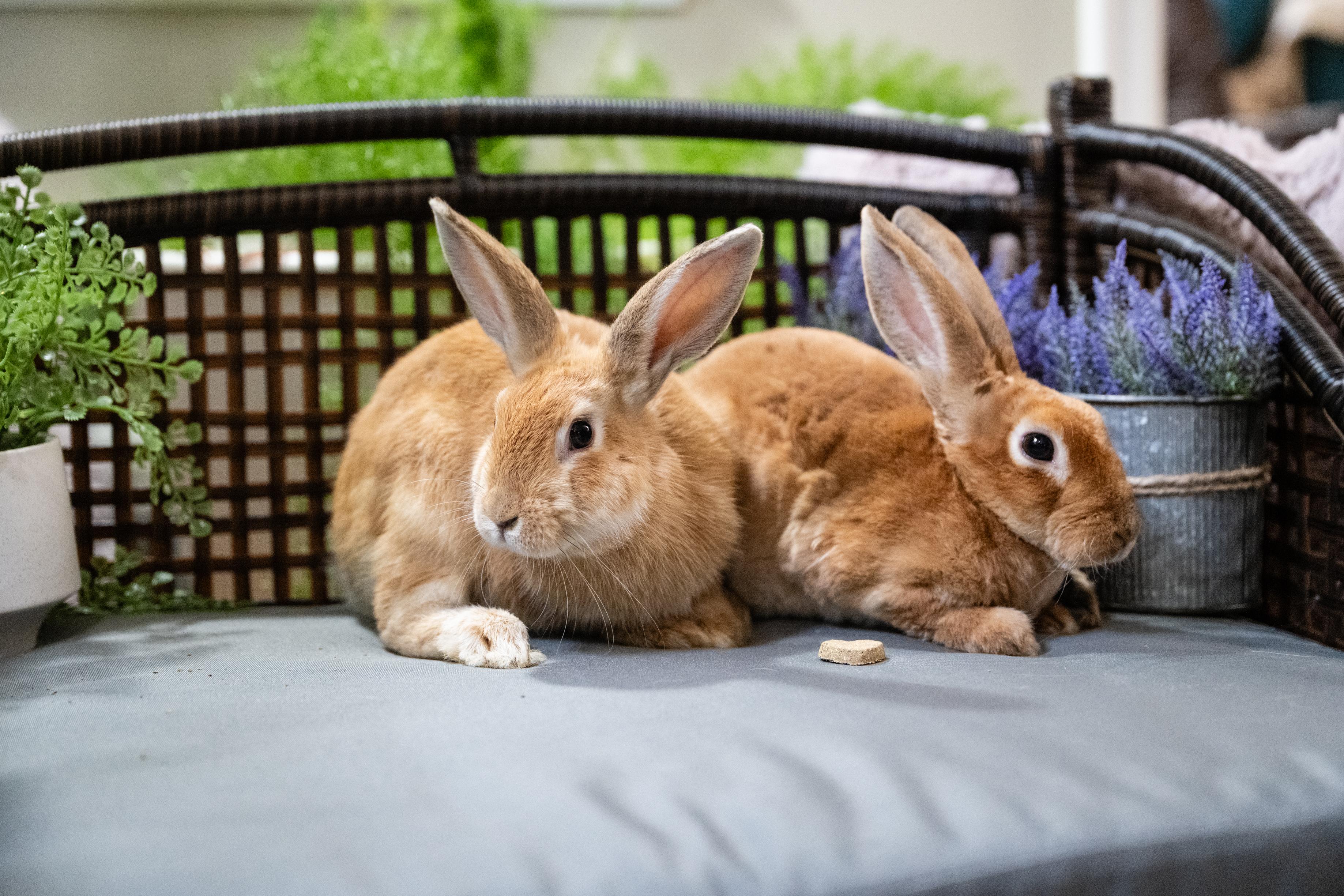 Enlarge Celadon, a Adoptable Bunny Rabbit in Saint Paul, MN image 4/5