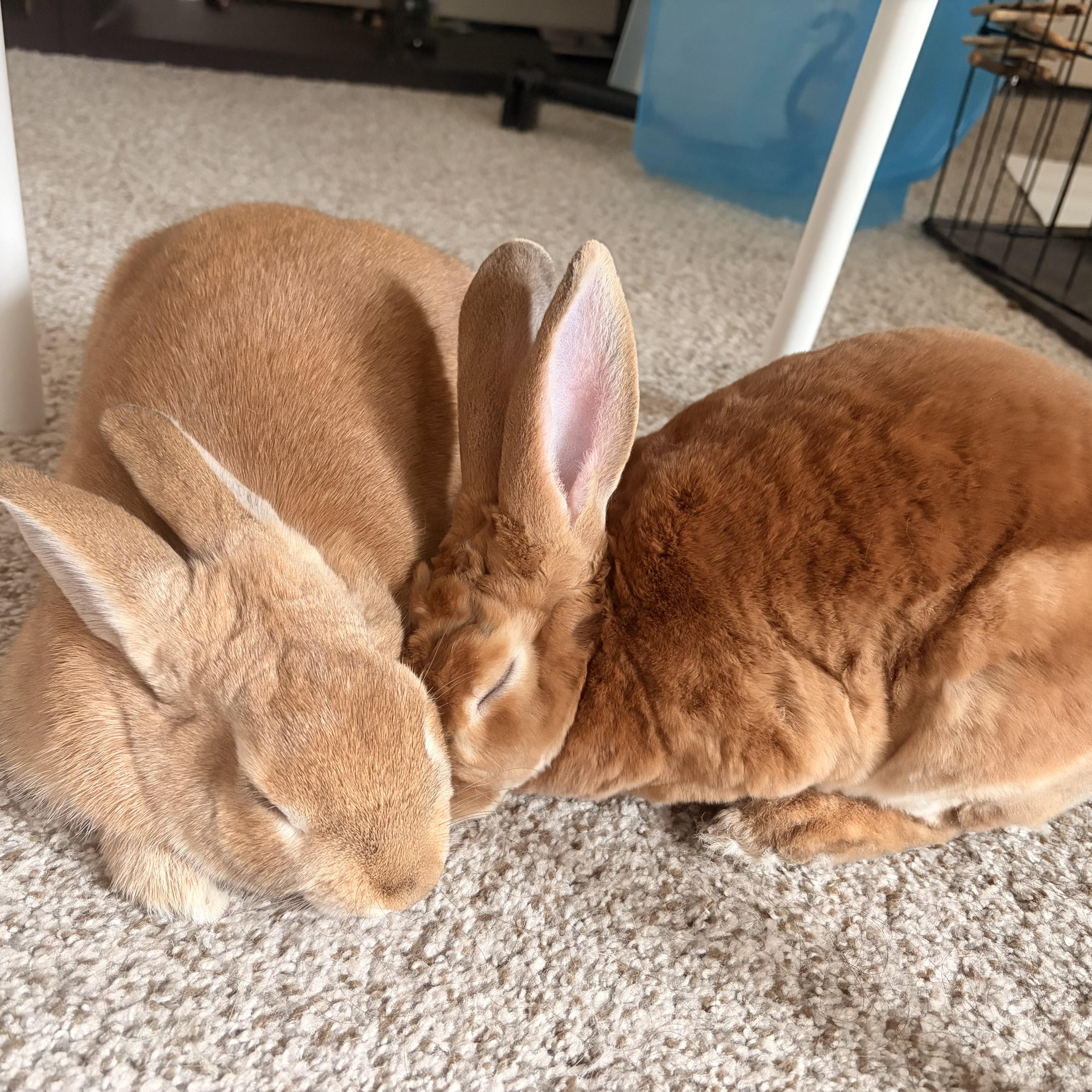 Enlarge Celadon, a Adoptable Bunny Rabbit in Saint Paul, MN image 2/5