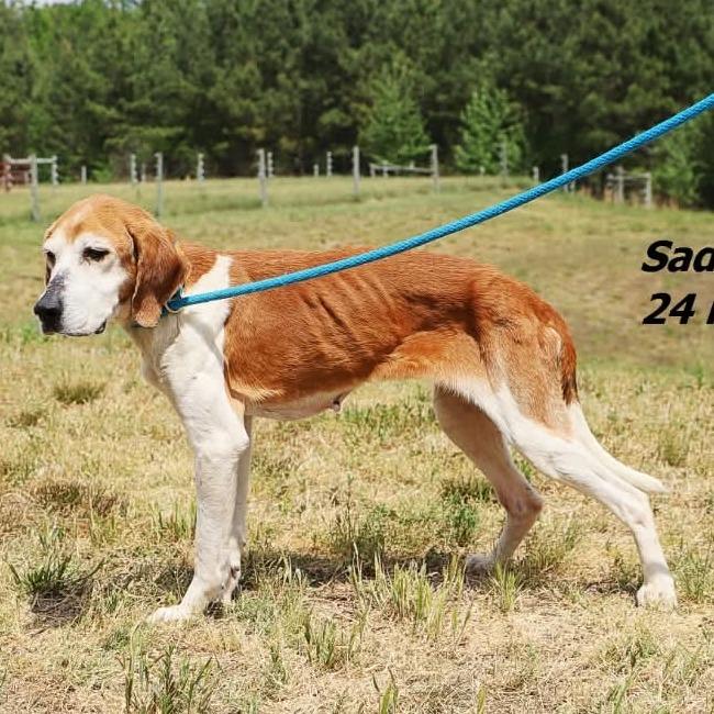 Trudy Anne, Adoptable, Senior Female American Foxhound.