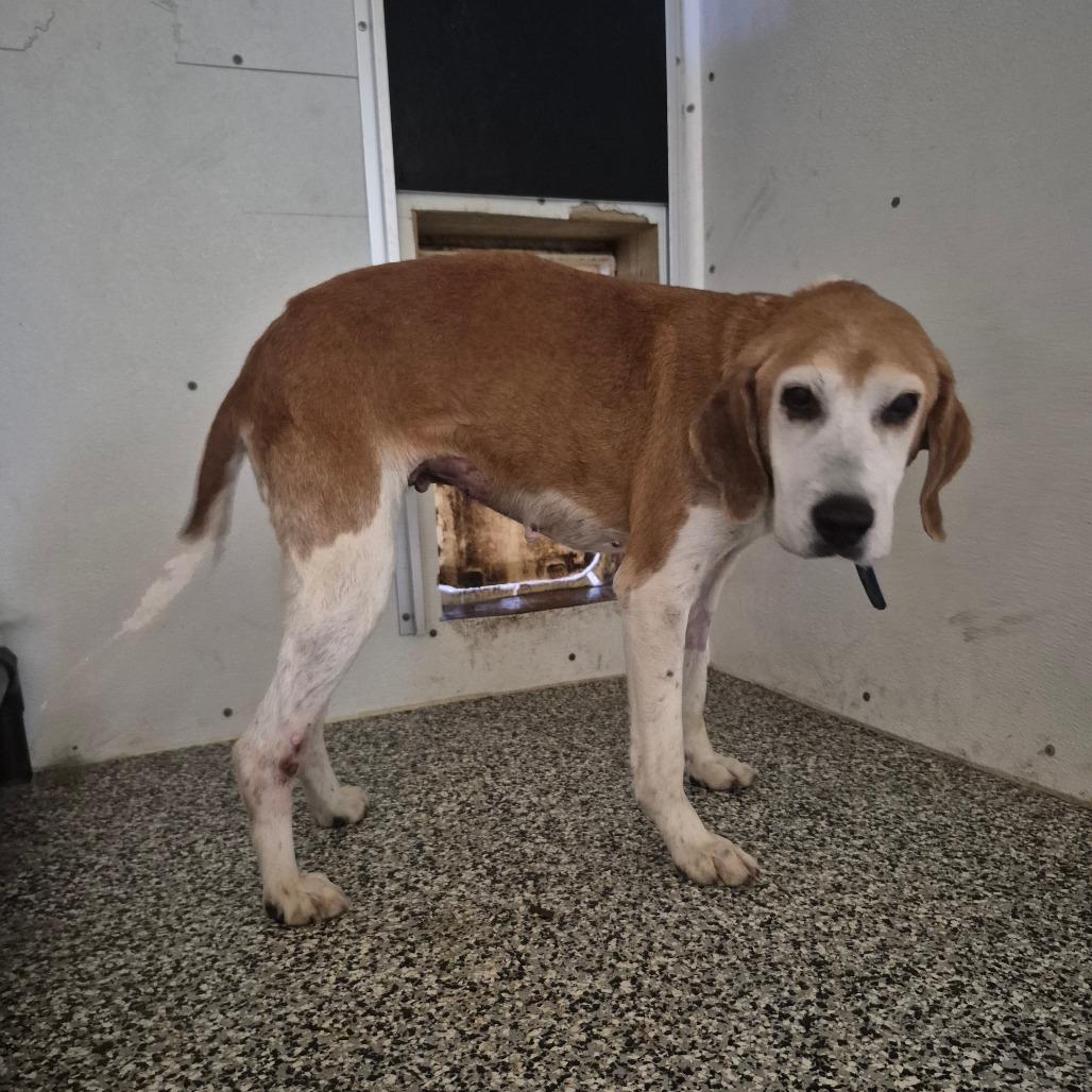 Trudy Anne, Adoptable, Senior Female American Foxhound.