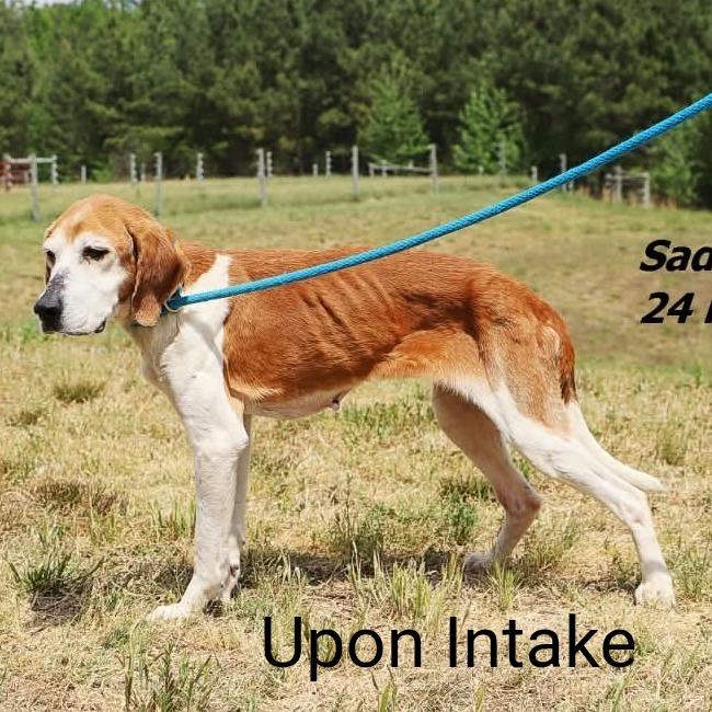 Enlarge Trudy Anne, a Adoptable American Foxhound in Chesapeake, VA image 2/4