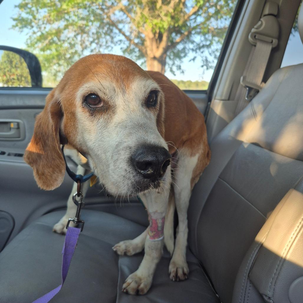 Trudy Anne, a Adoptable American Foxhound in Chesapeake, VA image 3/4