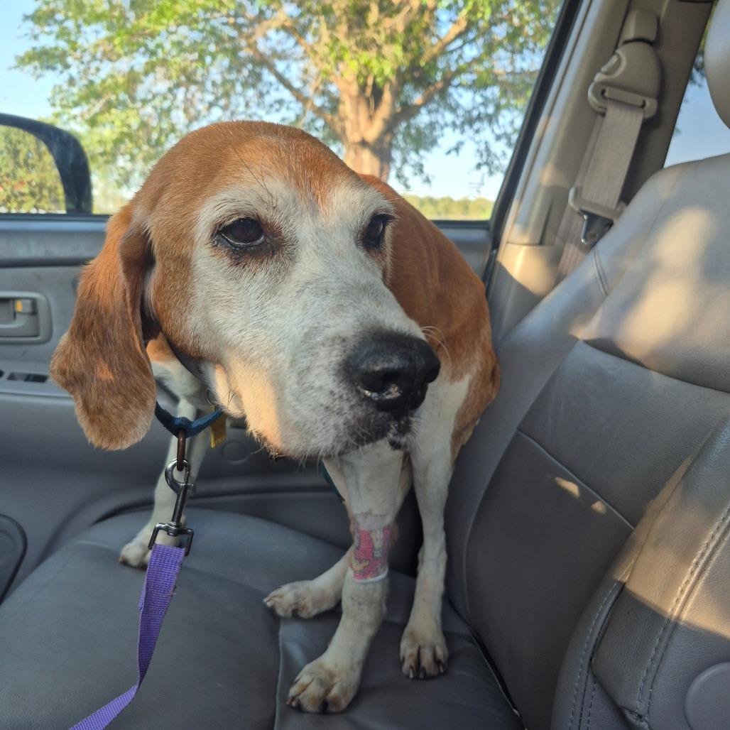 Trudy Anne, a Adoptable American Foxhound in Chesapeake, VA image 4/4