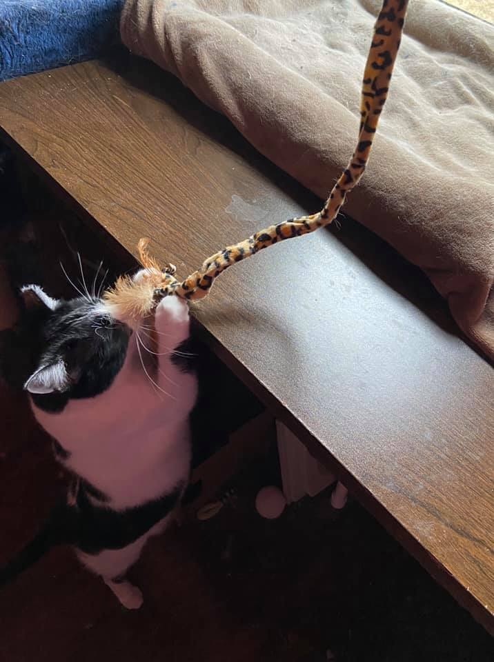 Enlarge Moo, a Adoptable Domestic Short Hair in Carnegie, PA image 1/12