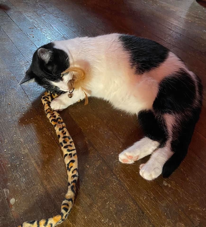 Enlarge Moo, a Adoptable Domestic Short Hair in Carnegie, PA image 2/12