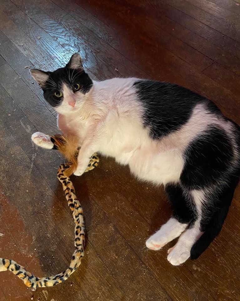 Enlarge Moo, a Adoptable Domestic Short Hair in Carnegie, PA image 3/12