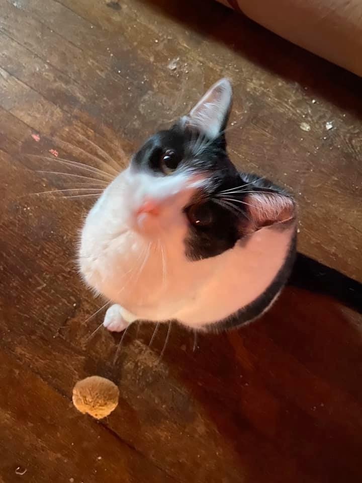 Enlarge Moo, a Adoptable Domestic Short Hair in Carnegie, PA image 4/12