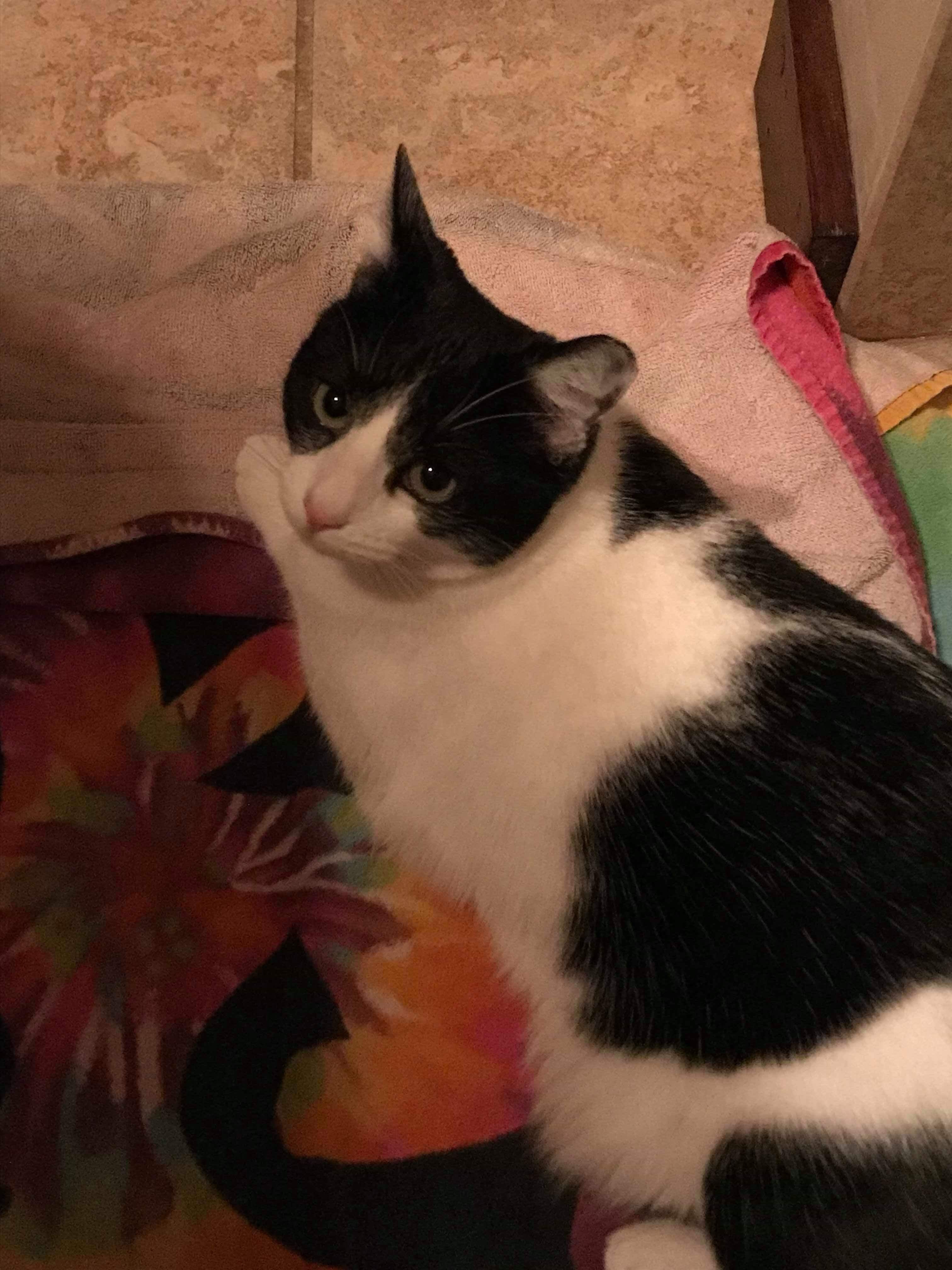 Enlarge Moo, a Adoptable Domestic Short Hair in Carnegie, PA image 5/12