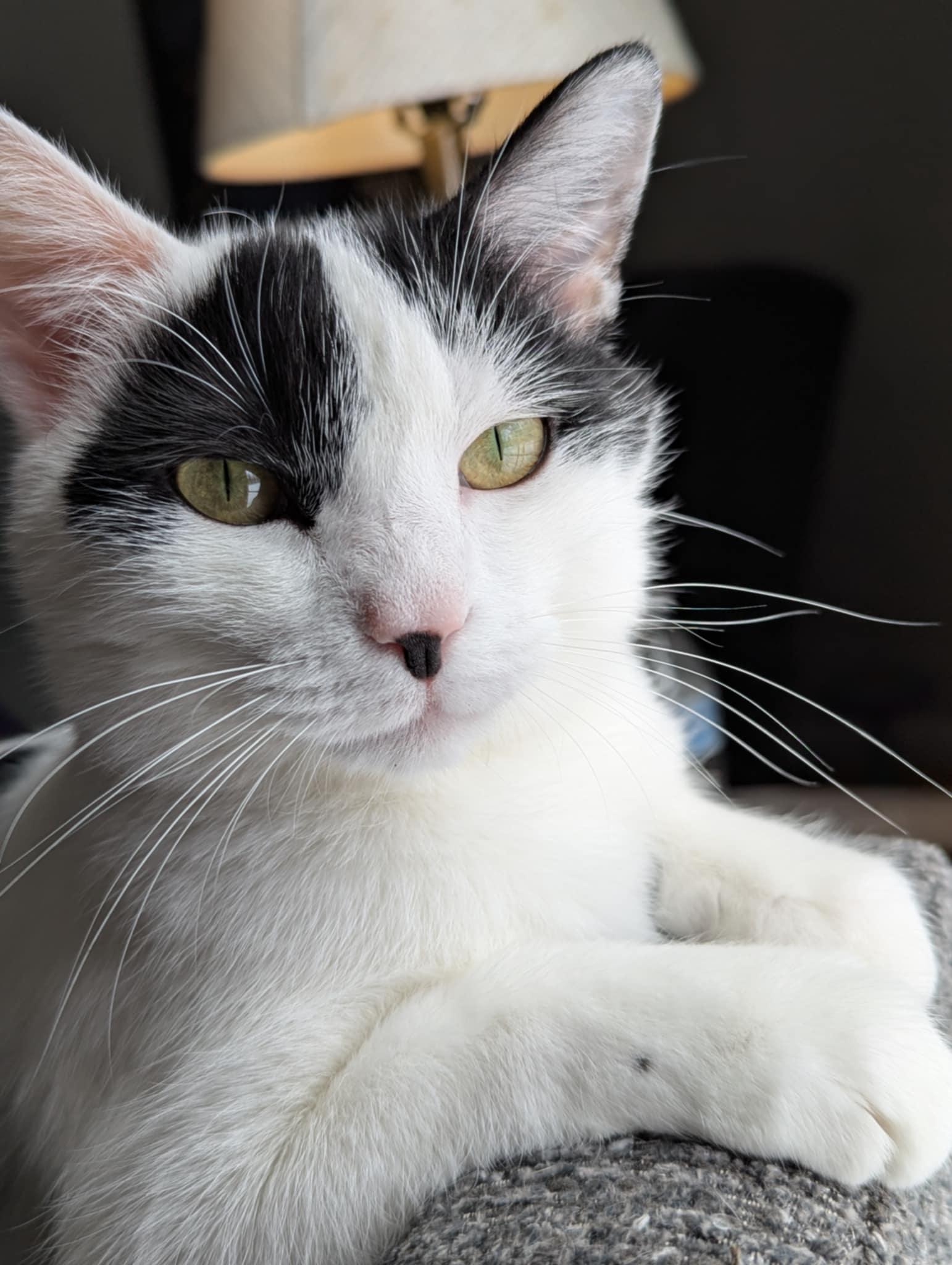 Cassie, Adult Female Domestic Short Hair