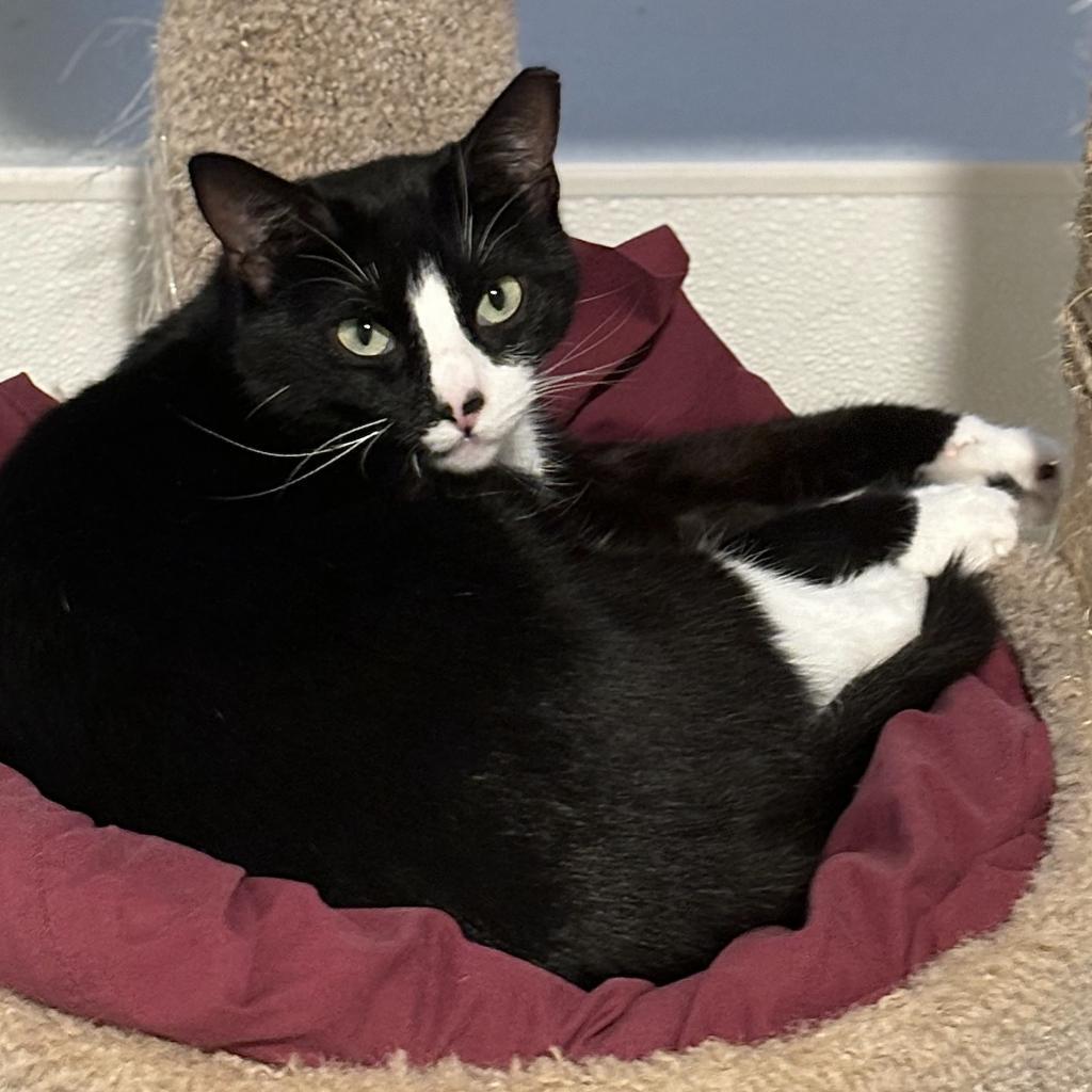 Enlarge Speckle, a Adoptable Domestic Short Hair in Brighton, MO image 2/6