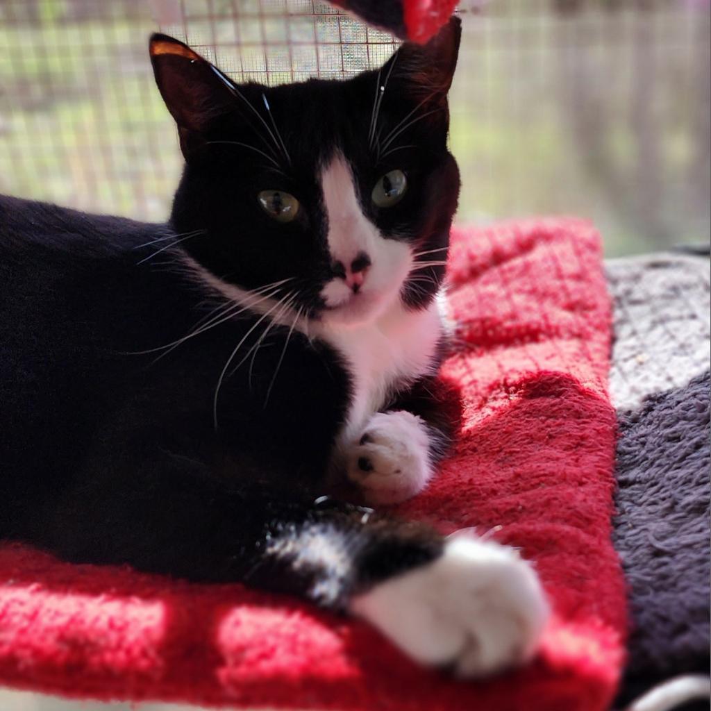 Speckle, a Adoptable Domestic Short Hair in Brighton, MO image 4/6