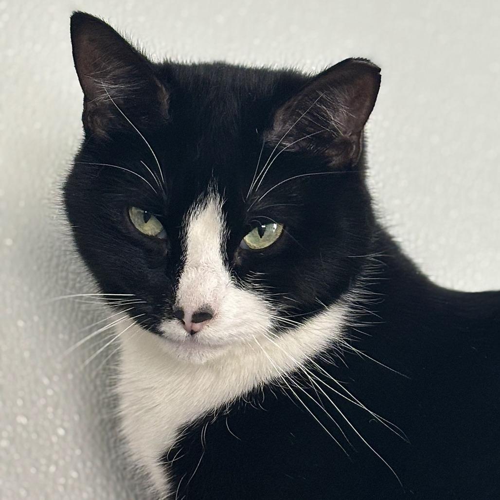 Enlarge Speckle, a Adoptable Domestic Short Hair in Brighton, MO image 4/6