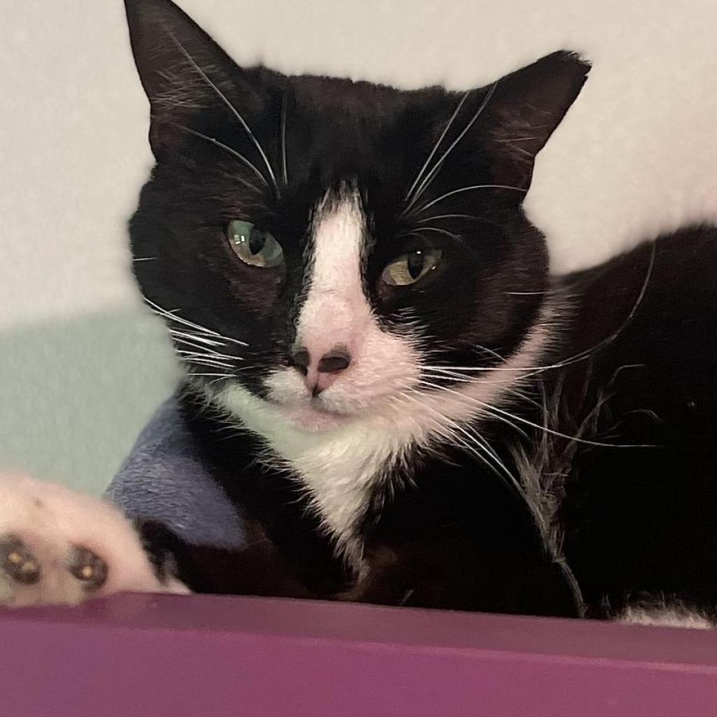 Enlarge Speckle, a Adoptable Domestic Short Hair in Brighton, MO image 5/6