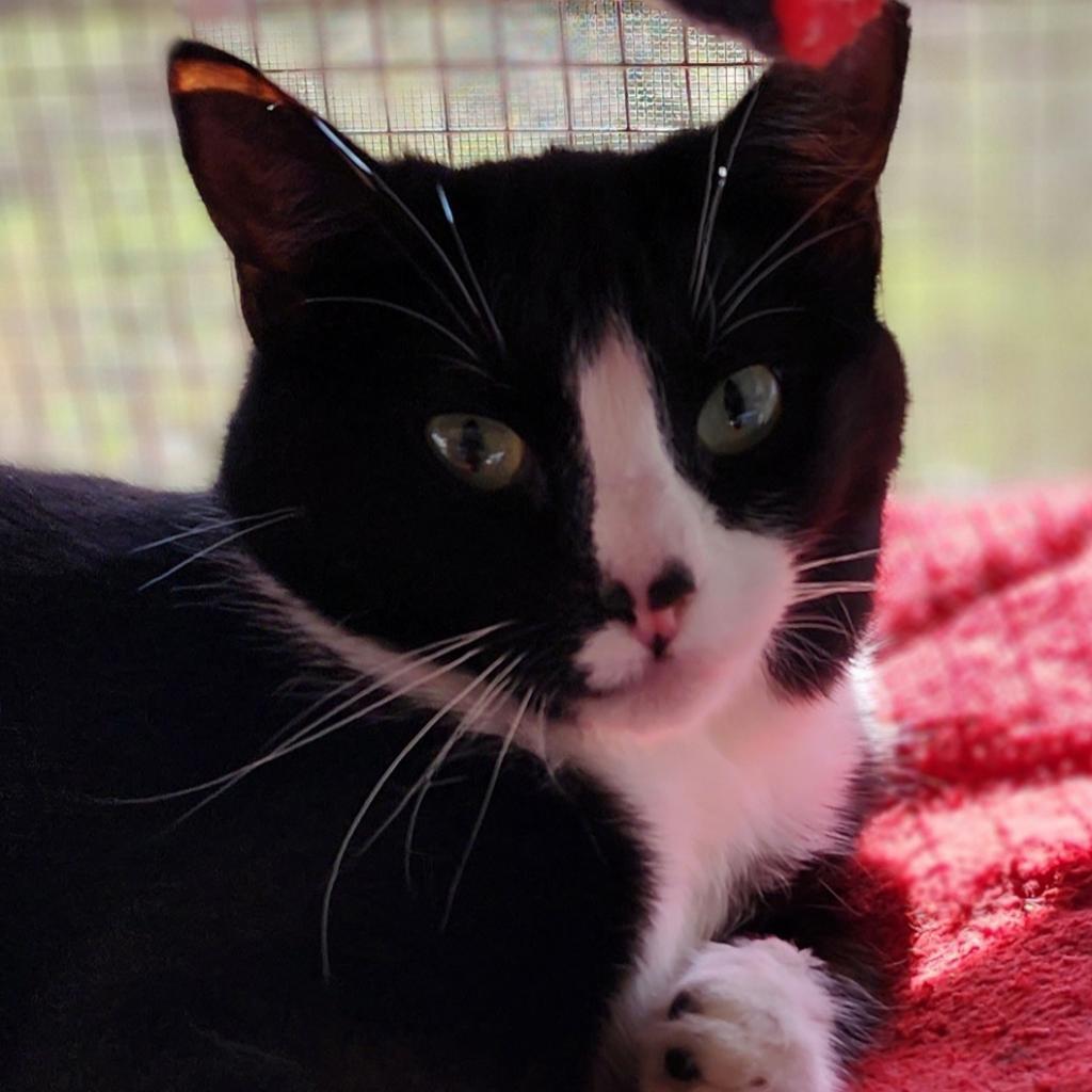 Enlarge Speckle, a Adoptable Domestic Short Hair in Brighton, MO image 6/6