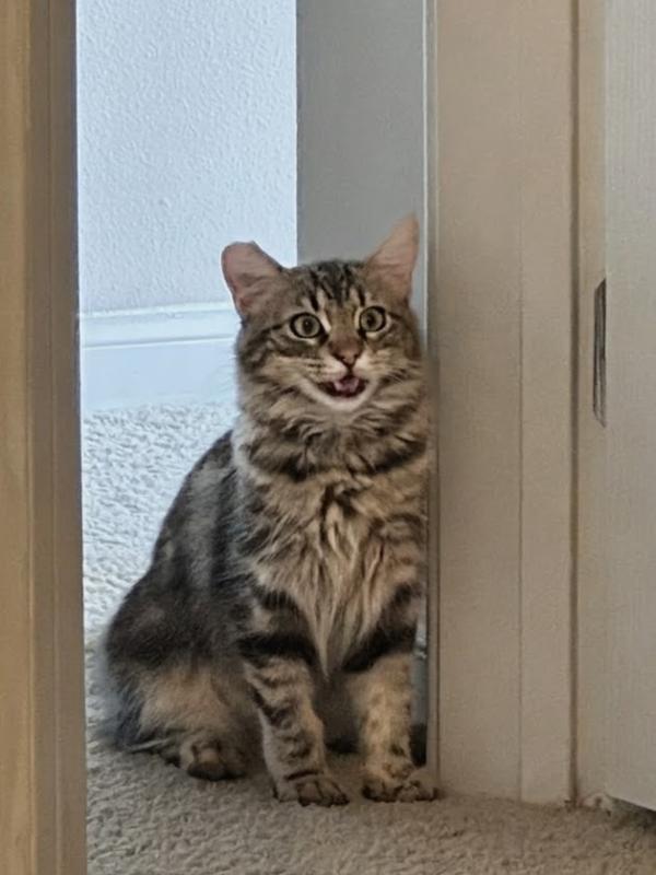 Athena, Adoptable, Young Female Domestic Medium Hair & Tabby.