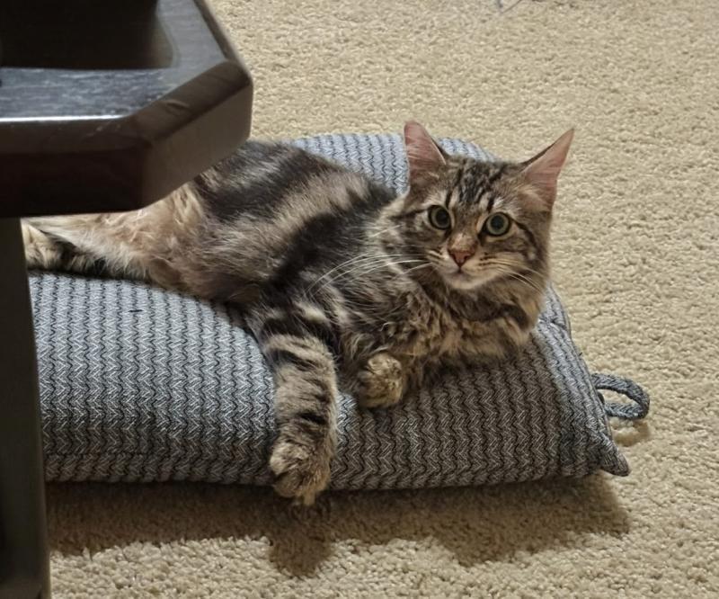 Enlarge Athena, a Adoptable mixed breed in Sunnyvale, CA image 2/3