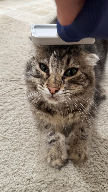 Enlarge Athena, a Adoptable mixed breed in Sunnyvale, CA image 3/3