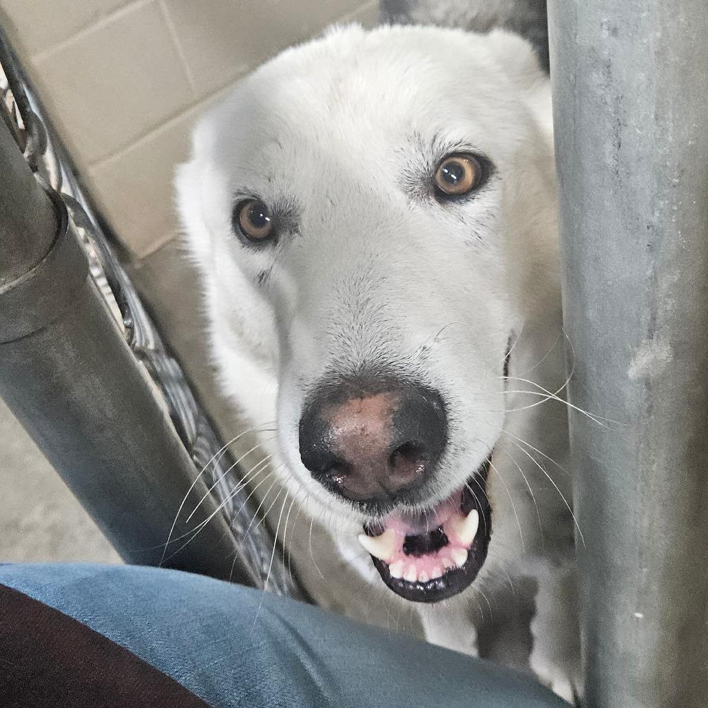 Fenway, Adoptable, Adult Male Shepherd.