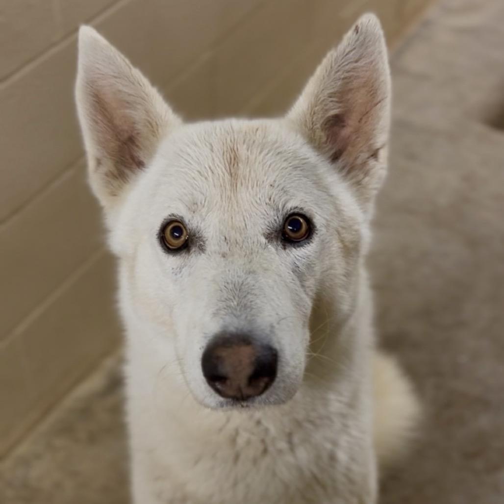Fenway, Adoptable, Adult Male Shepherd.