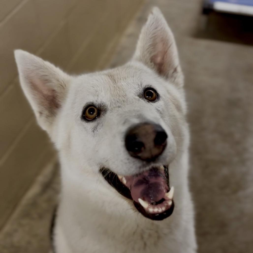 Enlarge Fenway, a Adoptable Shepherd in Independence, KS image 3/3