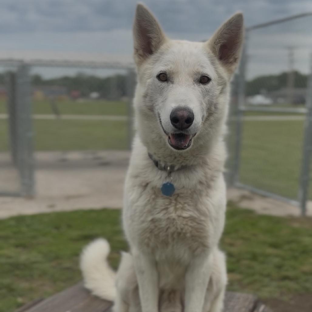 Fenway, a Adoptable Shepherd in Independence, KS image 3/6