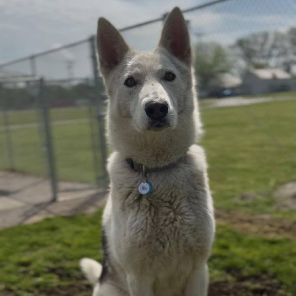 Enlarge Fenway, a Adoptable Shepherd in Independence, KS image 3/5