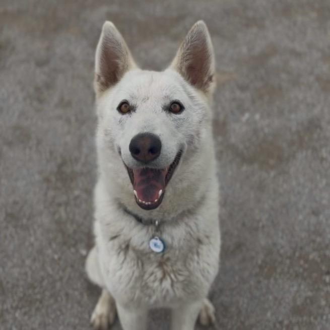 Enlarge Fenway, a Adoptable Shepherd in Independence, KS image 4/5
