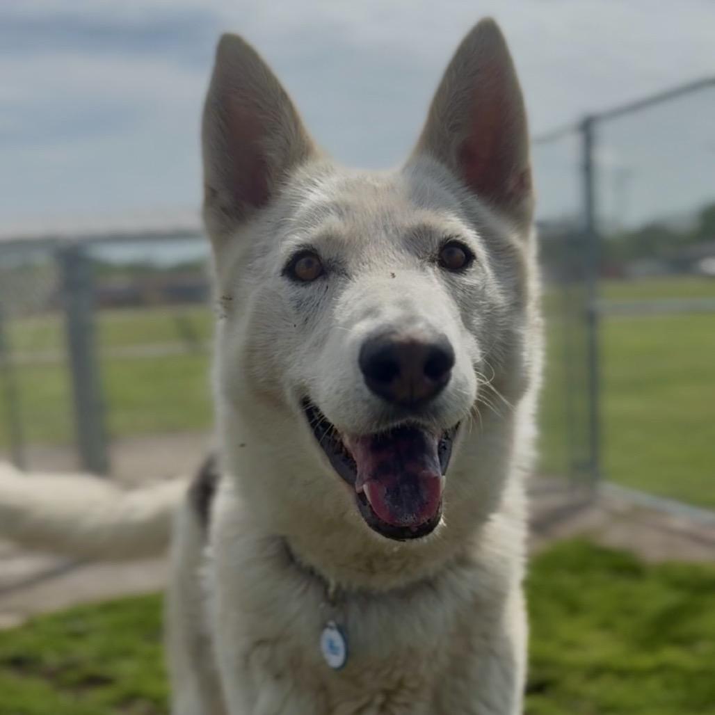 Enlarge Fenway, a Adoptable Shepherd in Independence, KS image 5/5