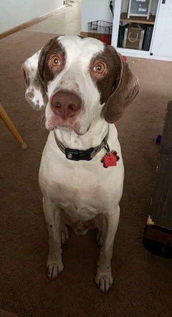 Enlarge Ranger, a Adoptable German Shorthaired Pointer in Cloquet, MN image 2/3