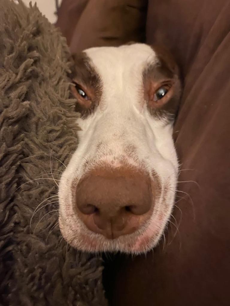 Enlarge Ranger, a Adoptable German Shorthaired Pointer in Cloquet, MN image 3/3