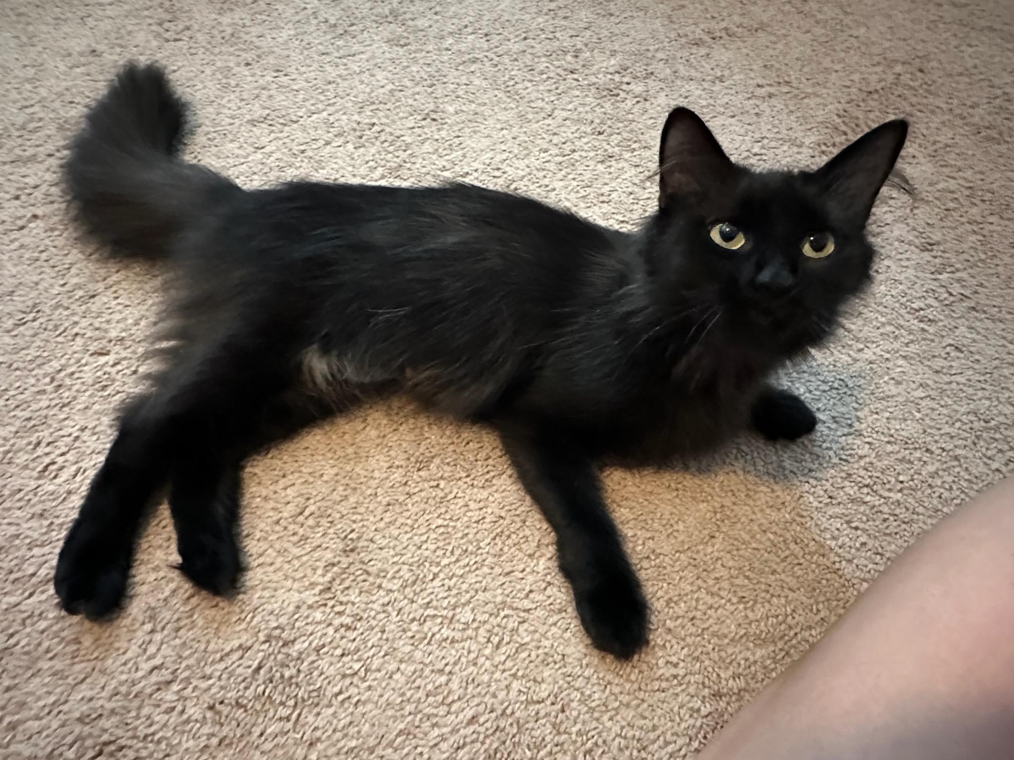 Enlarge Mollie, a ADOPTABLE Domestic Long Hair in Honeoye, NY image 1/1