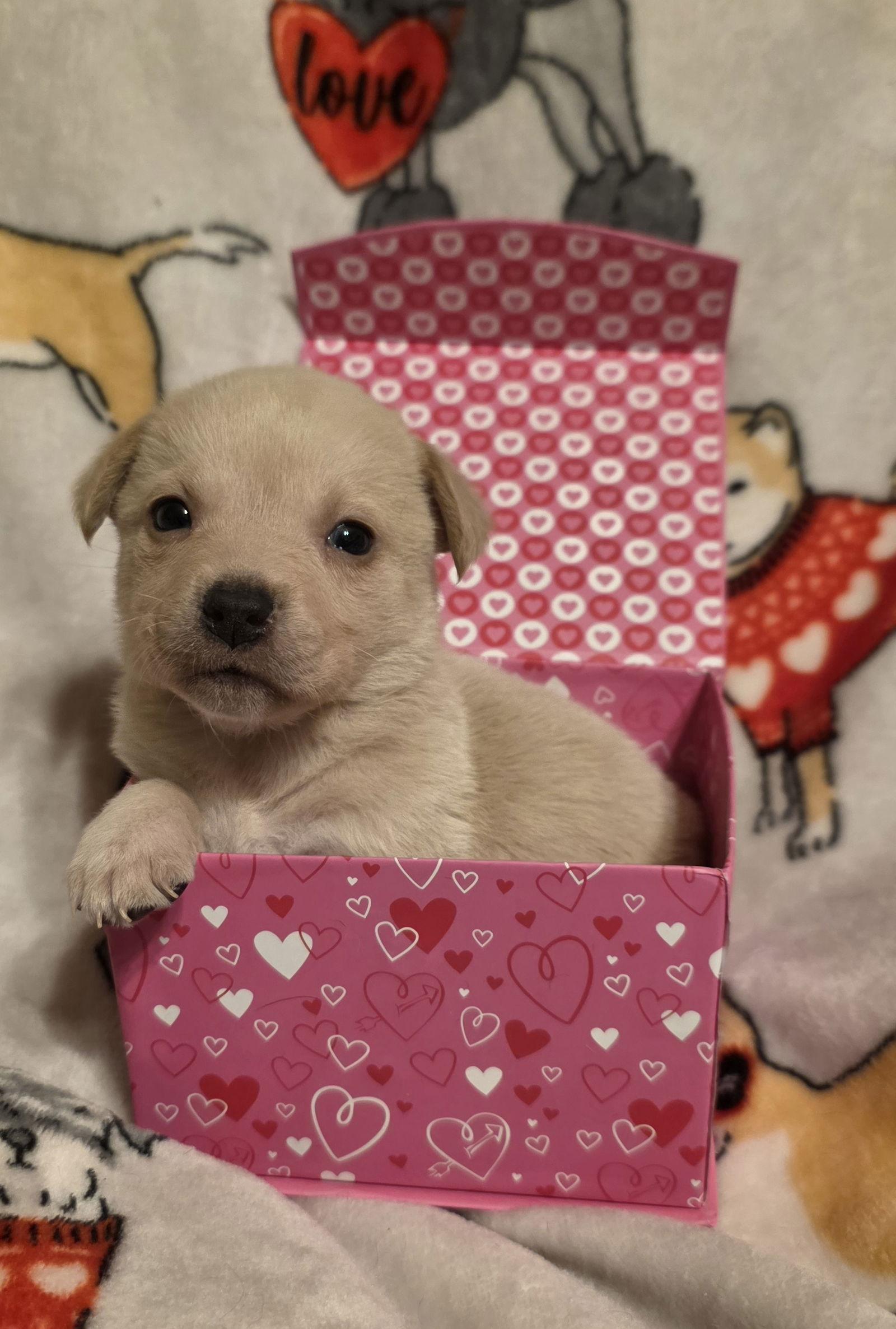 Eggnog, Adoptable, Puppy Female Labrador Retriever & Terrier.