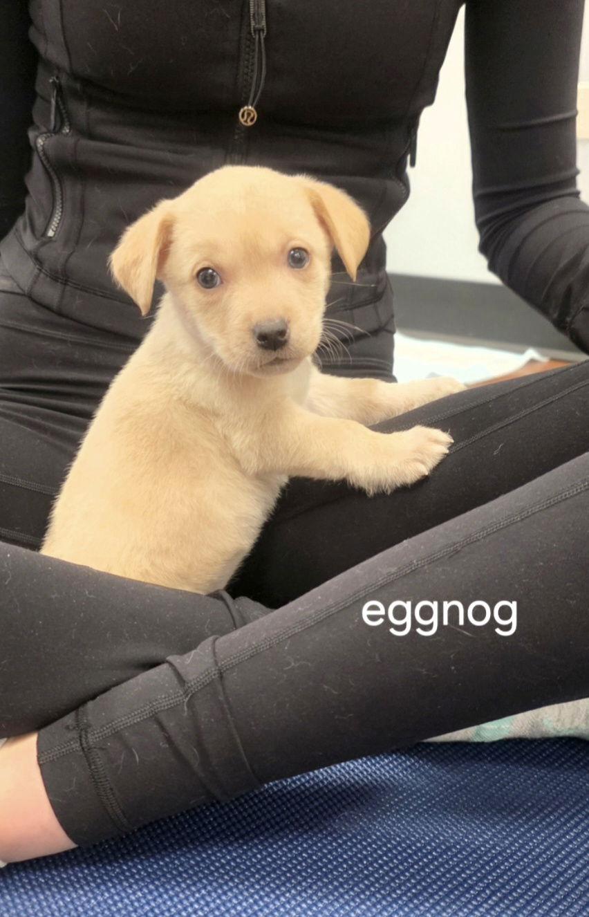 Eggnog, Adoptable, Puppy Female Labrador Retriever & Terrier.
