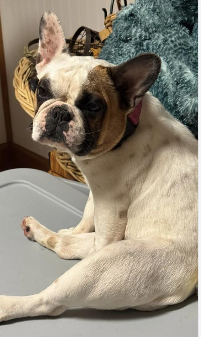 Enlarge Betsy, a ADOPTABLE French Bulldog in North Freedom, WI image 2/3