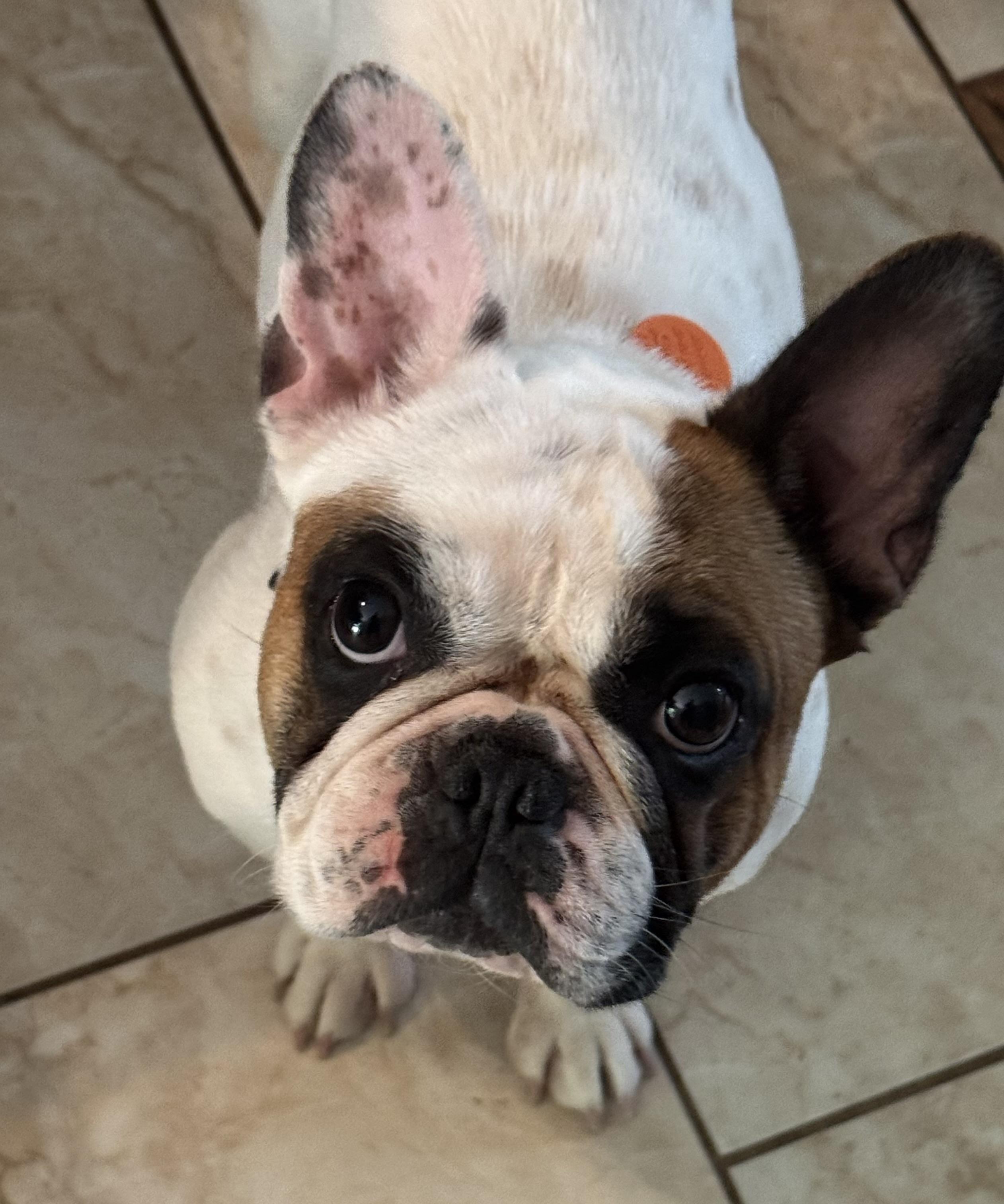 Betsy, ADOPTABLE, Adult Female French Bulldog.