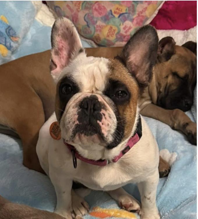 Betsy, ADOPTABLE, Adult Female French Bulldog.