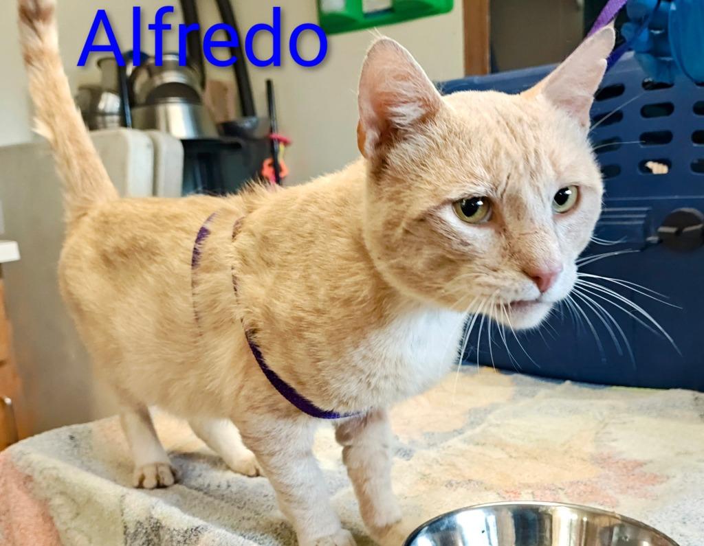 Alfredo, Adoptable, Young Male Domestic Short Hair.
