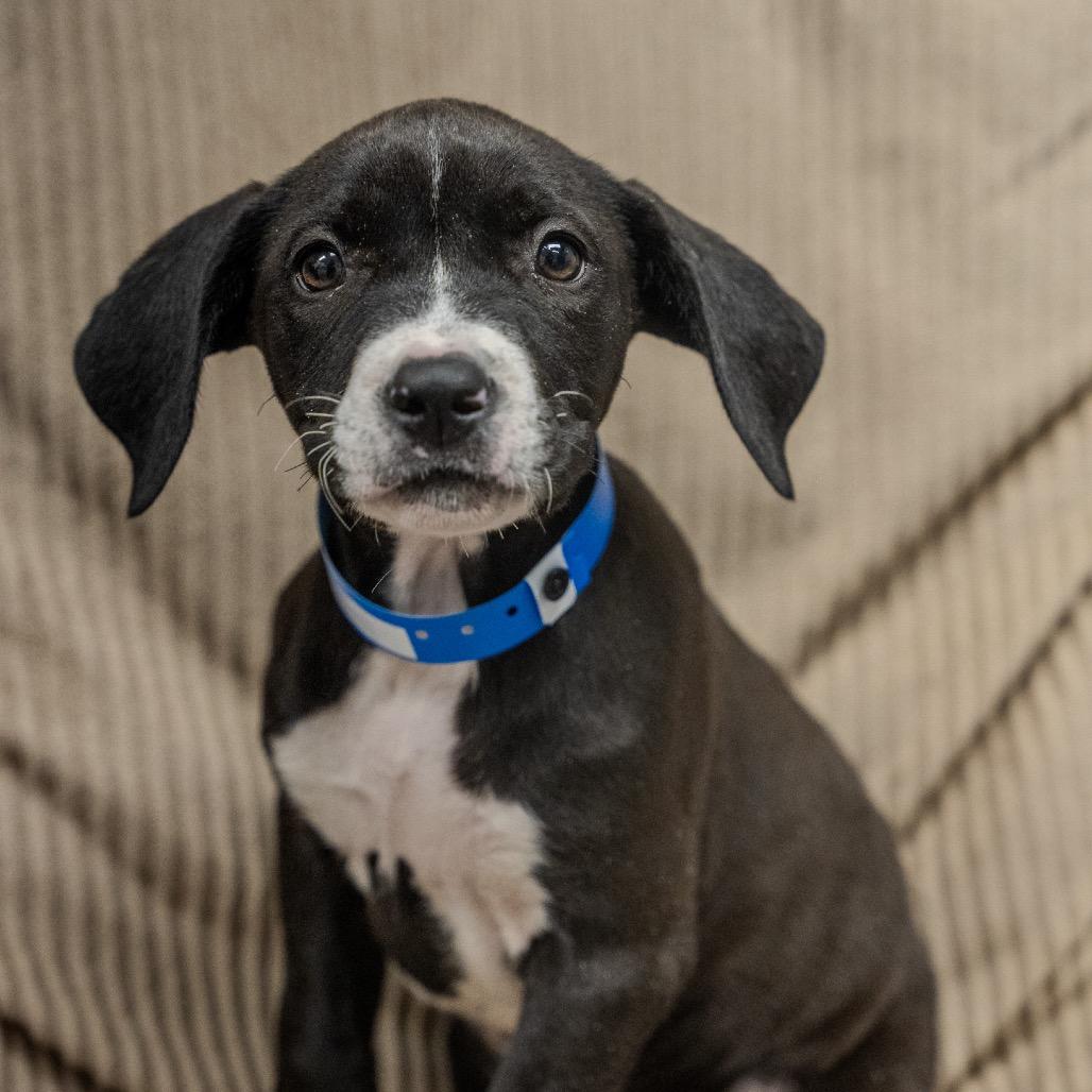 Jeff, a Adoptable mixed breed in Pawling, NY image 1/6