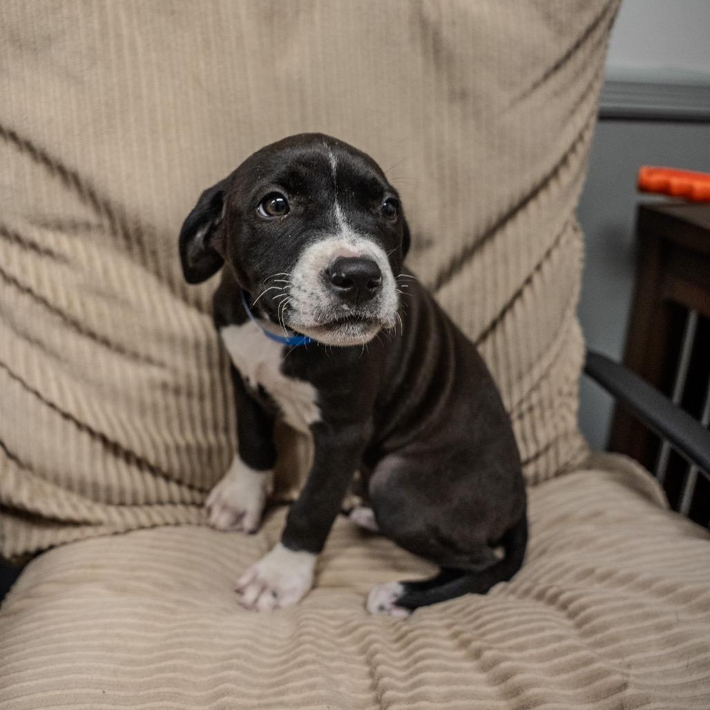 Jeff, a Adoptable mixed breed in Pawling, NY image 2/6