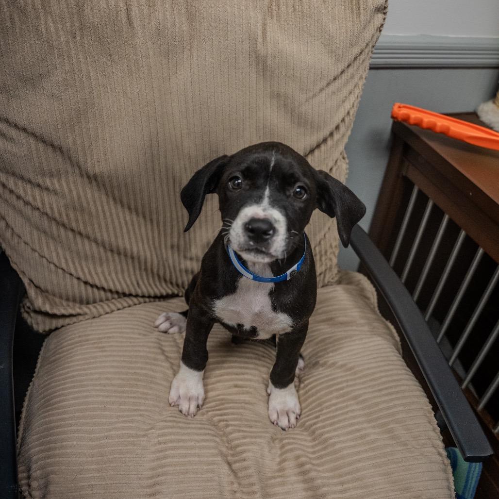 Jeff, a Adoptable mixed breed in Pawling, NY image 3/6