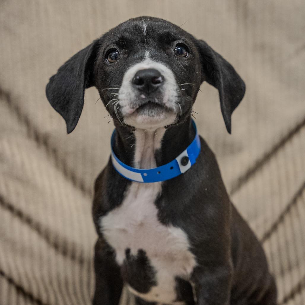 Jeff, a Adoptable mixed breed in Pawling, NY image 4/6