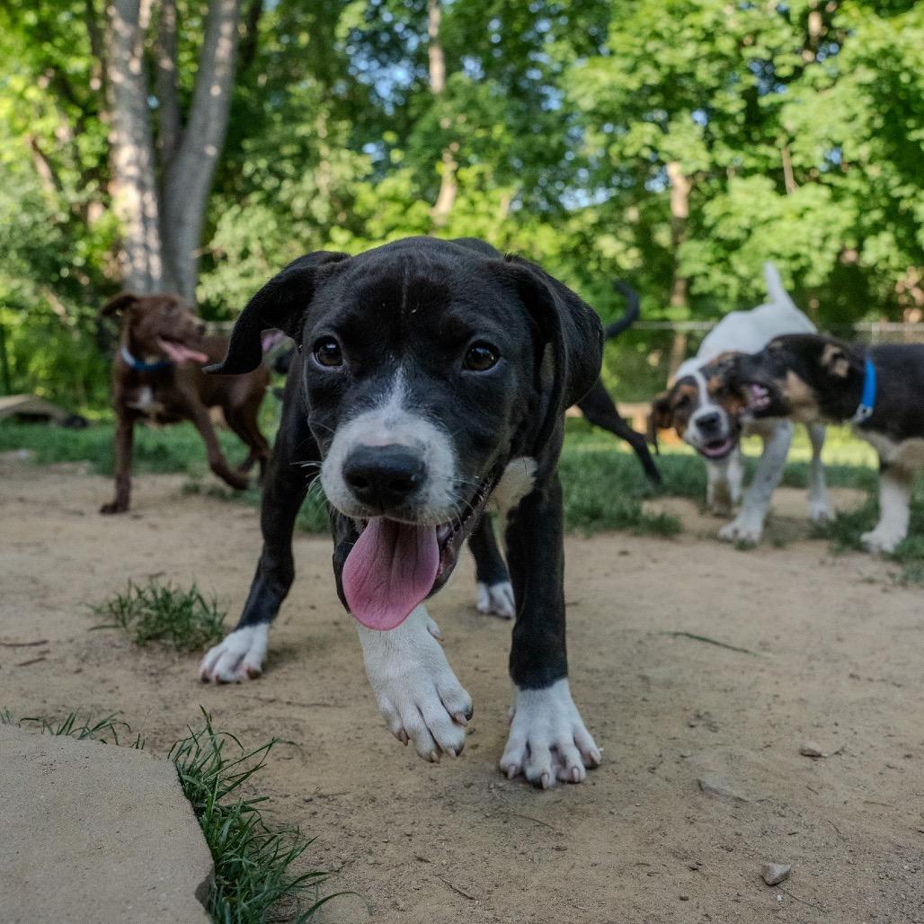 Jeff, a Adoptable mixed breed in Pawling, NY image 5/6