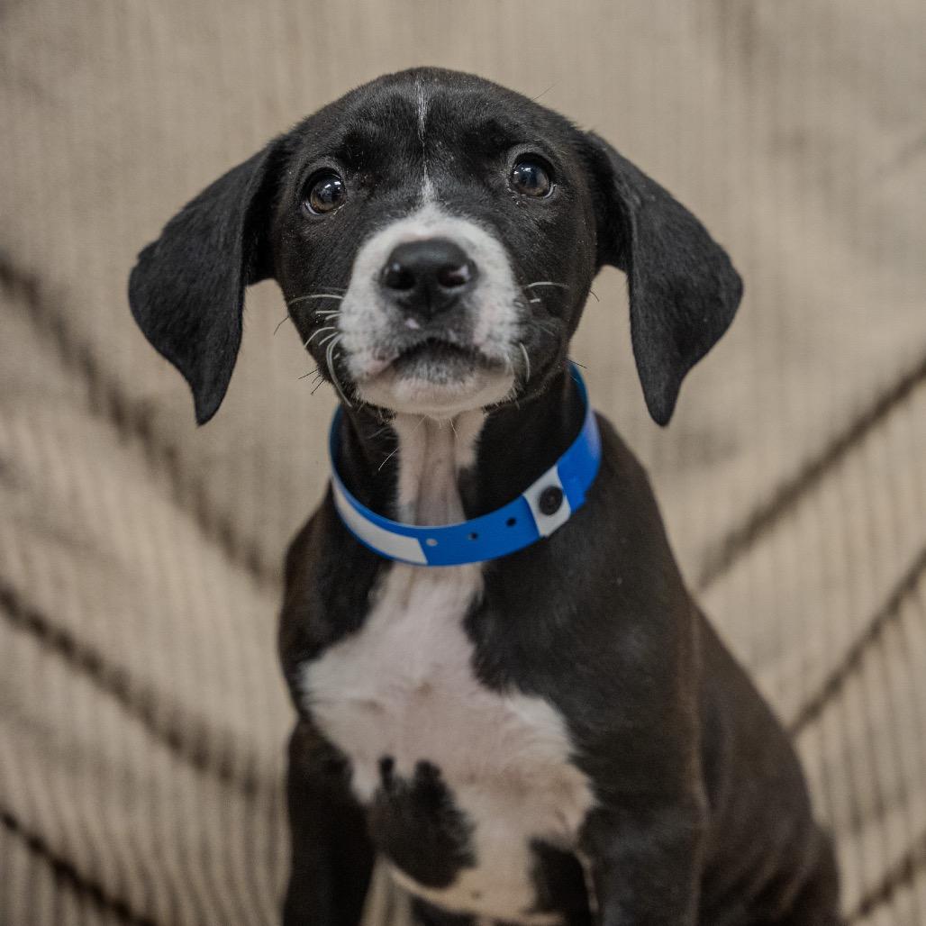 Jeff, a Adoptable mixed breed in Pawling, NY image 6/6