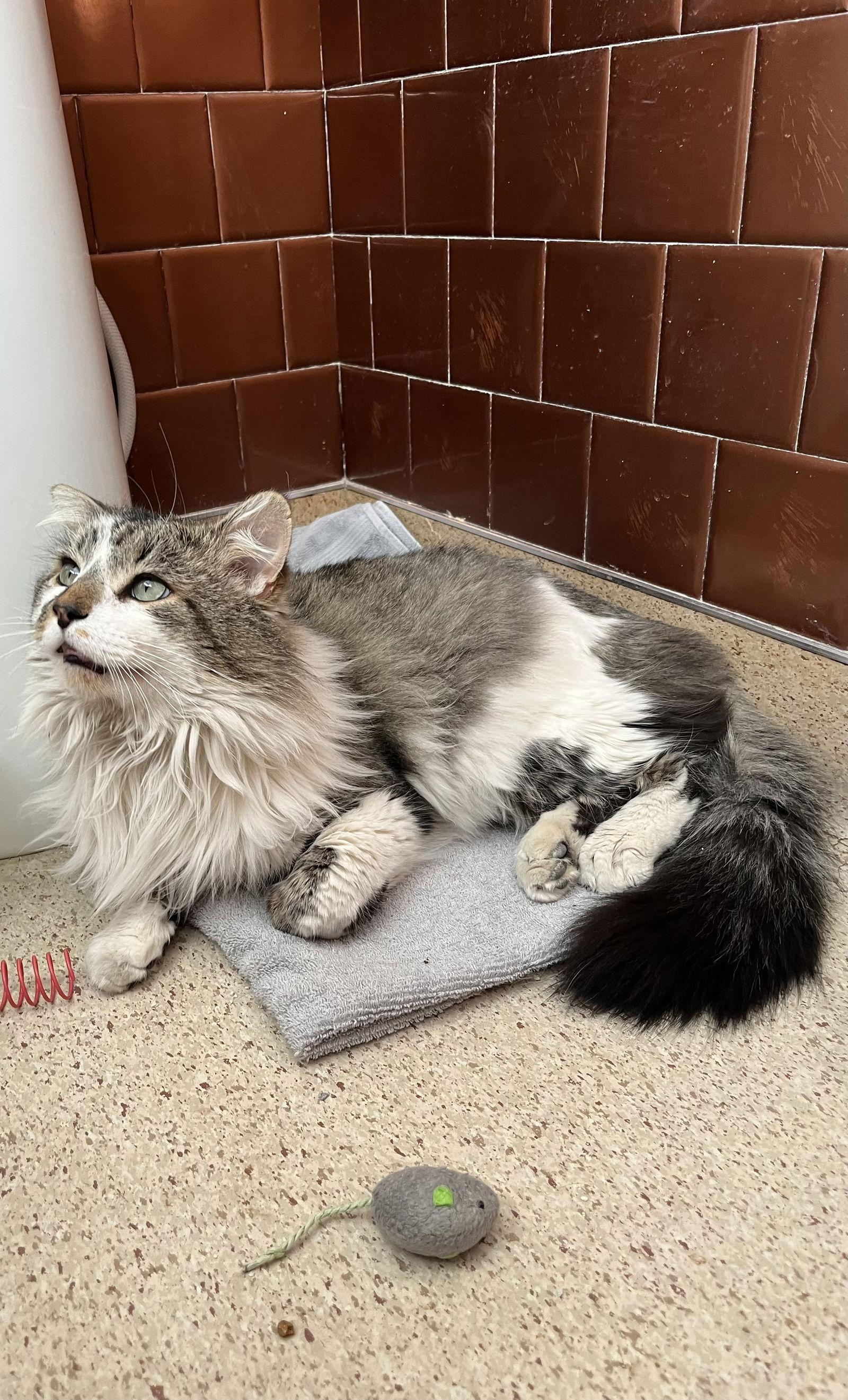 Biff (FIV+), Adoptable, Adult Male Domestic Long Hair.