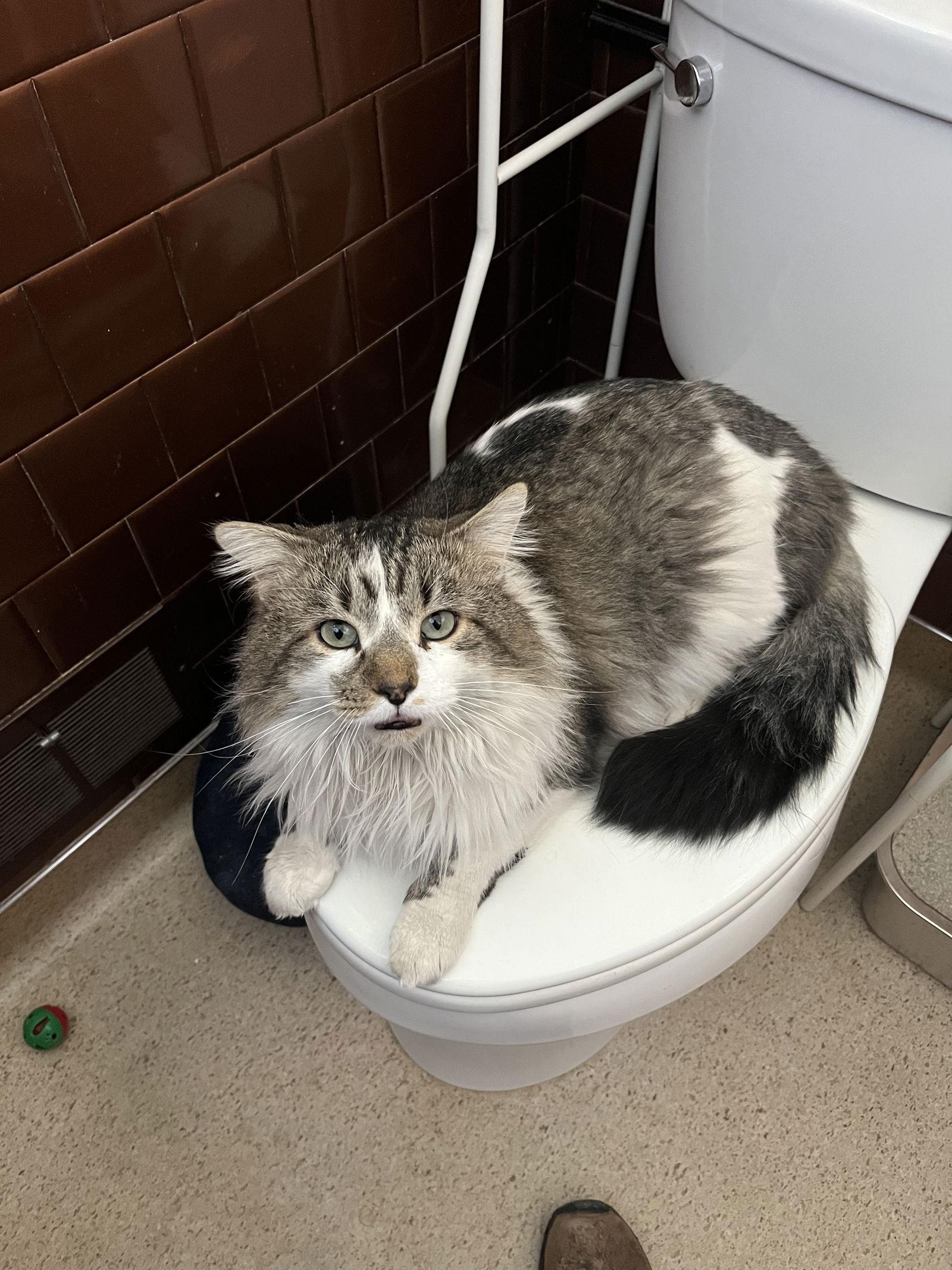 Enlarge Biff (FIV+), a Adoptable Domestic Long Hair in Aurora, CO image 2/3