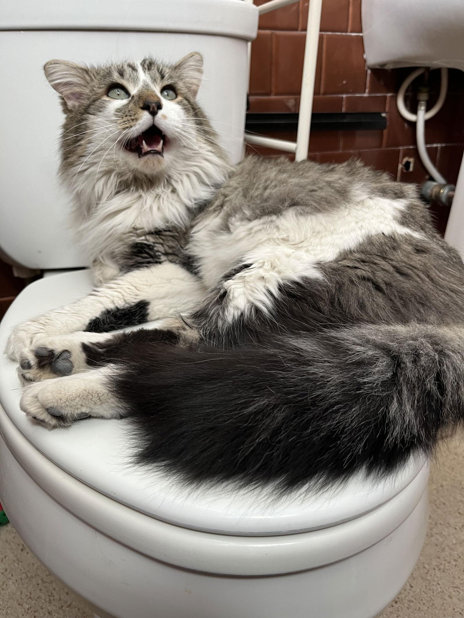 Enlarge Biff (FIV+), a Adoptable Domestic Long Hair in Aurora, CO image 3/3