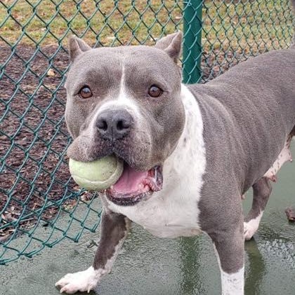 24-1384 Indigo, a Adoptable Pit Bull Terrier in Fredericksburg, VA image 2/4