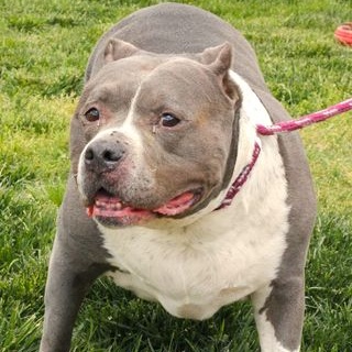 24-1384 Indigo, a Adoptable Pit Bull Terrier in Fredericksburg, VA image 3/4